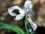 clarkeii crossed with delavayii